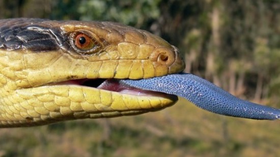 Animales que tienen la lengua azul
