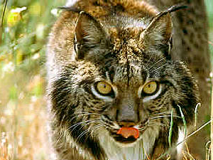 El lince es carnívoro y herbívoro