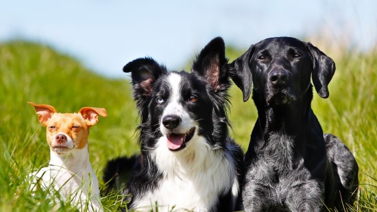 ¿Qué es mejor, un perro mestizo o de raza?