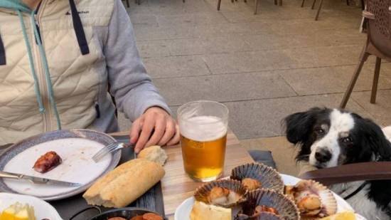 Perro en una terraza