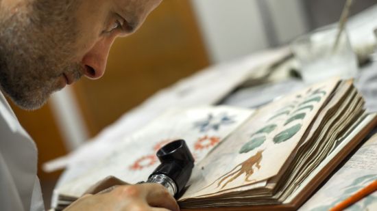 manuscrito Voynich