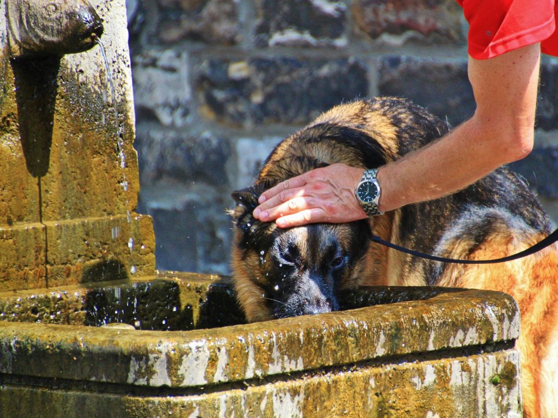 Perro bebiendo agua
