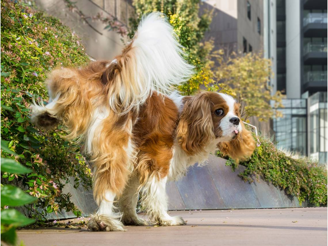 Perro orinando