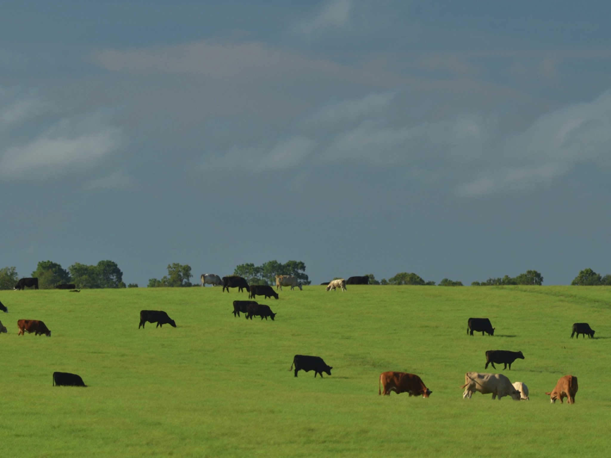 Vacas pastando y mirando en la misma dirección