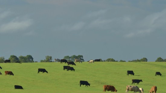 Vacas pastando y mirando en la misma dirección