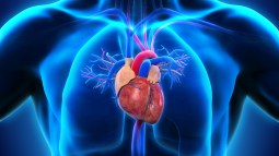 sistema circulatorio