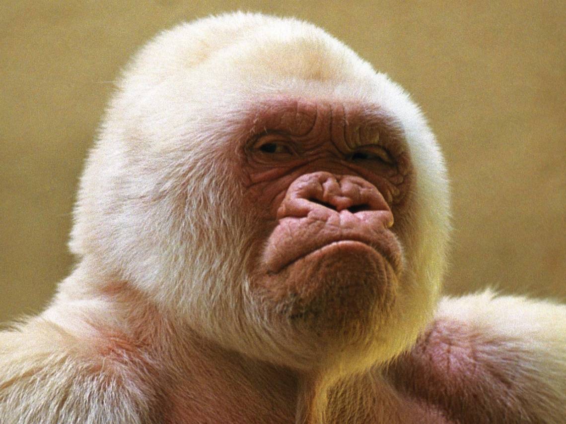 Copito de nieve. Orangután albino