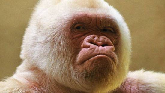 Copito de nieve. Orangután albino