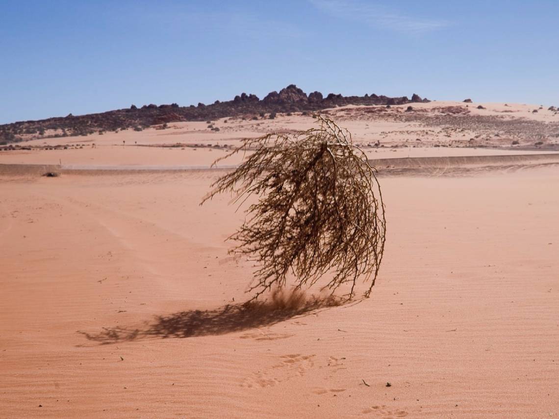 Estepicursor. La planta que