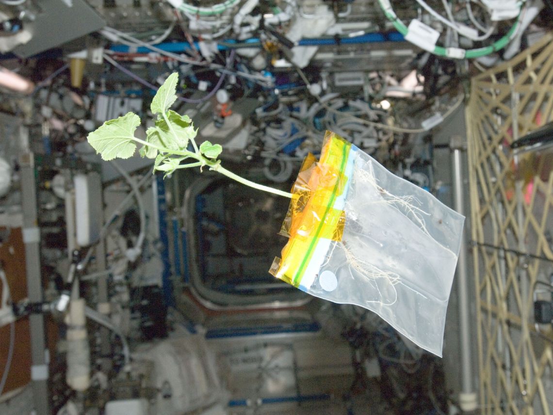 Cultivar en Marte. Bolsa con una planta sin gravedad