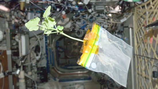 Cultivar en Marte. Bolsa con una planta sin gravedad