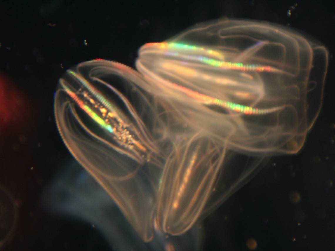Ctenophora. Animal que brilla en la oscuridad