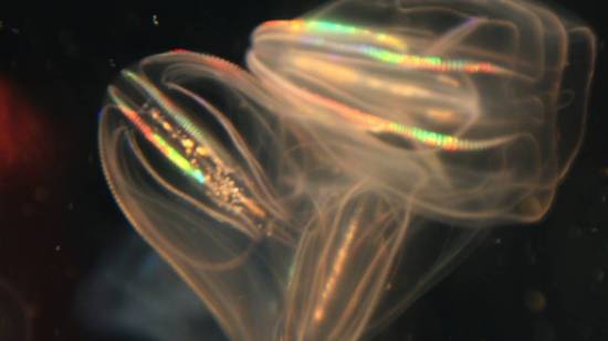 Ctenophora. Animal que brilla en la oscuridad