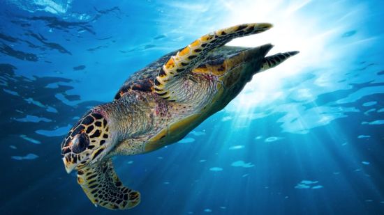 Tortuga Carey nadando en el mar