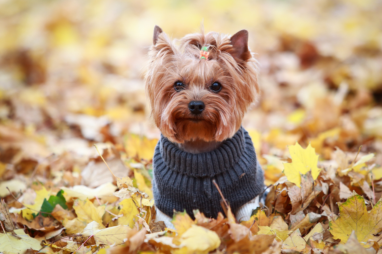 yorkshire terrier