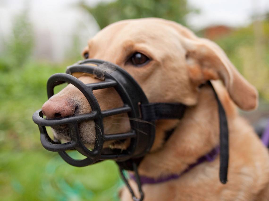 Perro con bozal