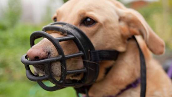 Perro con bozal