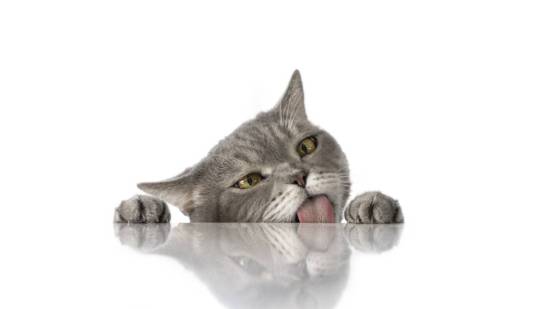 Gato lamiendo una mesa