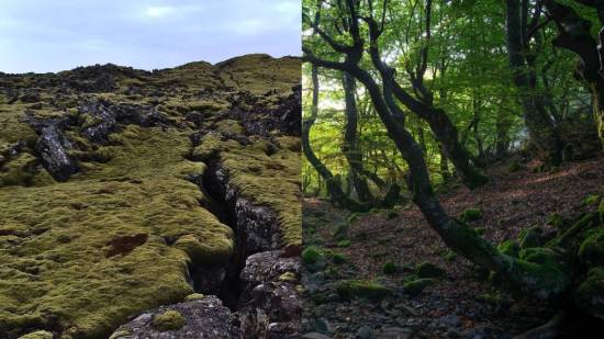 Composición de bosques