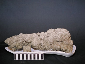 Cuéntame caca: la importancia científica de los coprolitos