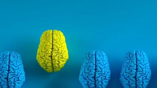 Evolución del cerebro humano. Varios cerebros