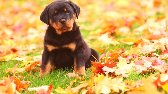 cachorro de rottweiler