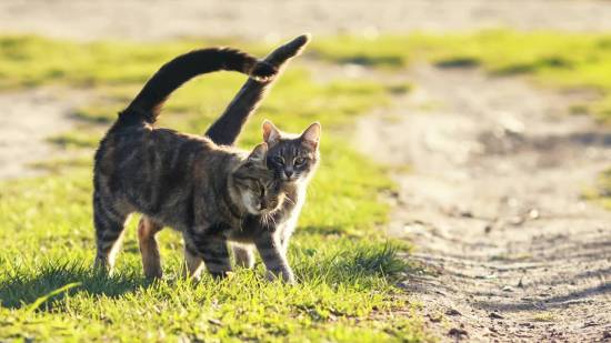 Gatos andando juntos