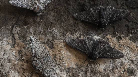 Biston betularia polilla del abedul