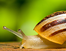 ¿Cómo se desplazan los caracoles?