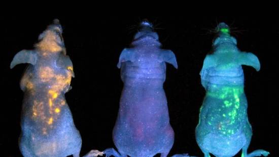 Ratones brillan en la oscuridad luciferasa