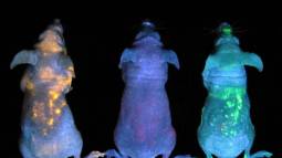 Ratones brillan en la oscuridad luciferasa