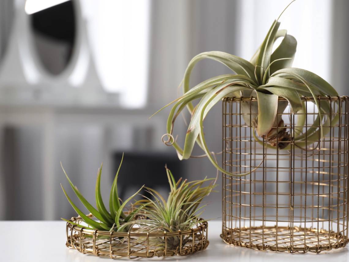 Tillandisa como planta ornamental planta de aire