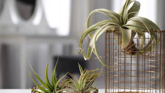 Tillandisa como planta ornamental planta de aire