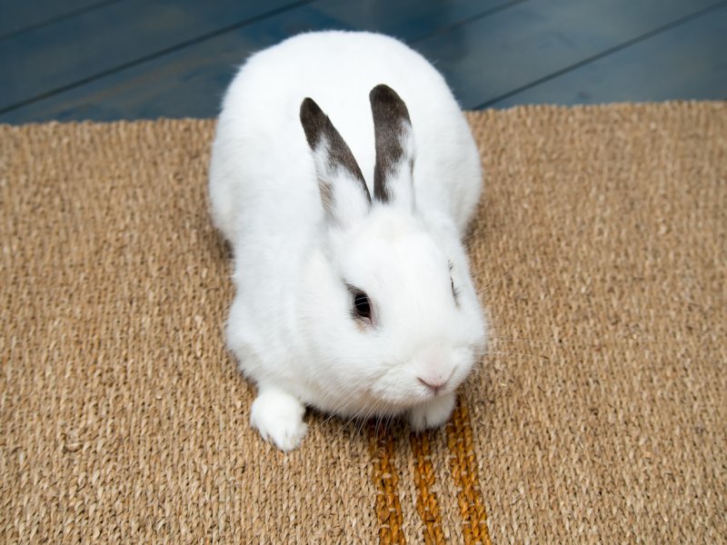 Cómo construir un laberinto para tu conejo