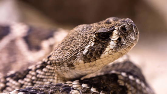 Qué hacer si te muerde una serpiente venenosa
