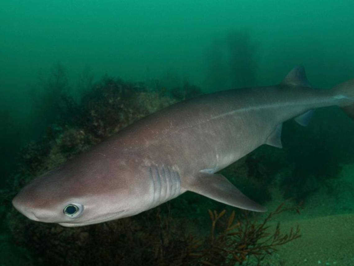Tiburón prehistórico