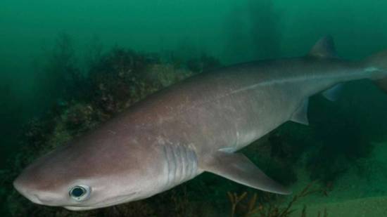 Tiburón prehistórico