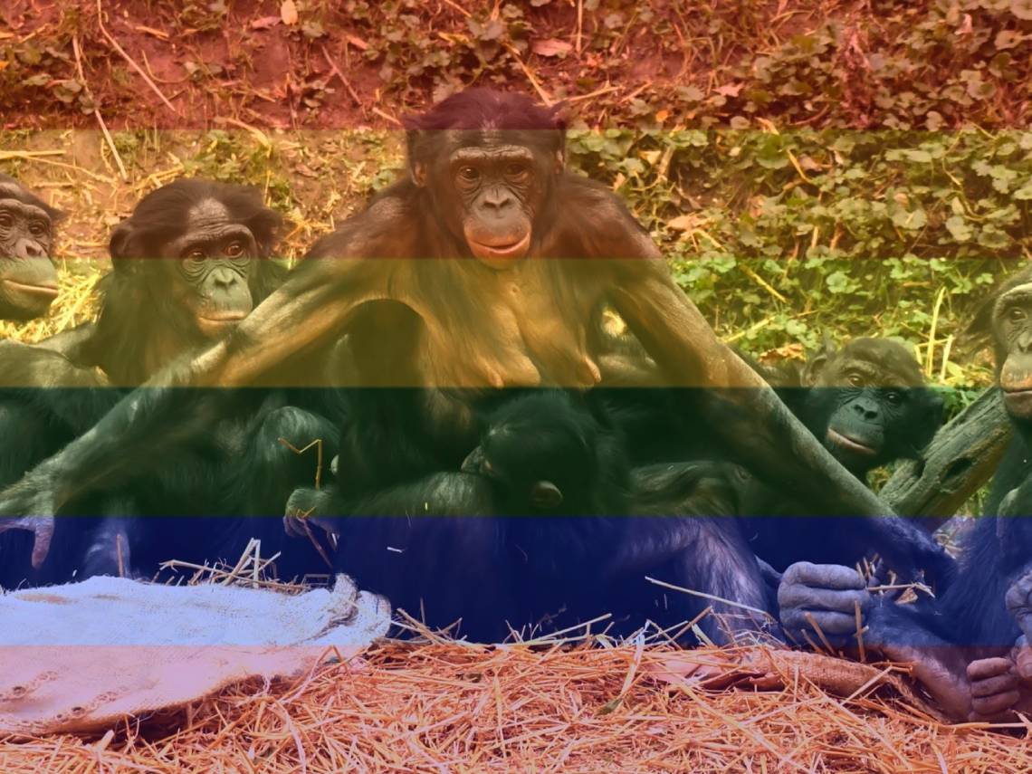 En los bonobos se da una amplia diversidad sexual