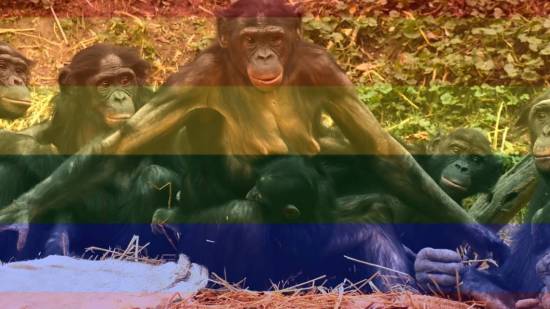 En los bonobos se da una amplia diversidad sexual