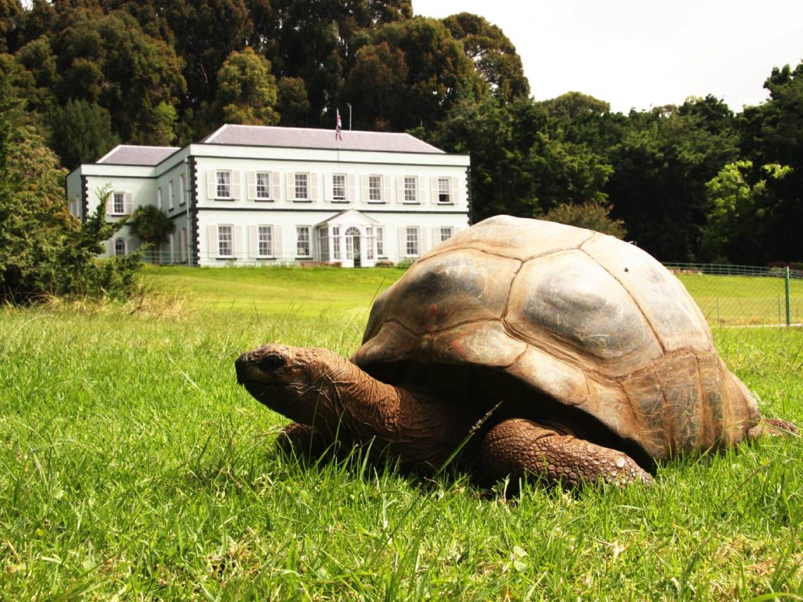 Jonathan tortuga gigante de Seichelles en Santa Elena