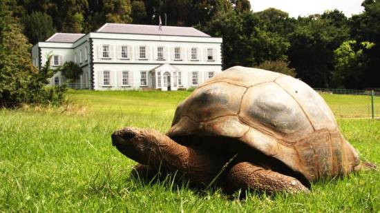 Jonathan tortuga gigante de Seichelles en Santa Elena