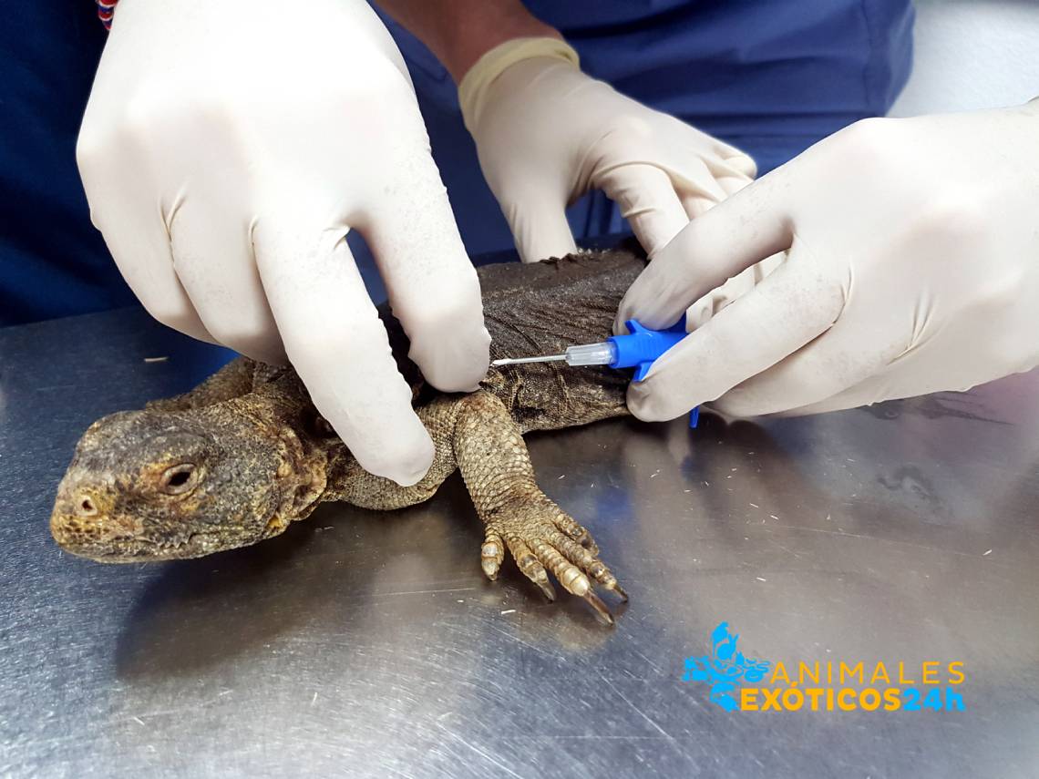 Veterinario poniendo microchip a un lagarto