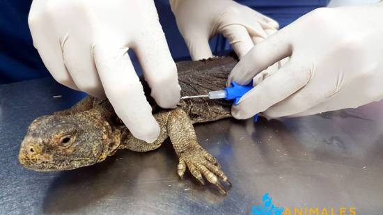 Veterinario poniendo microchip a un lagarto