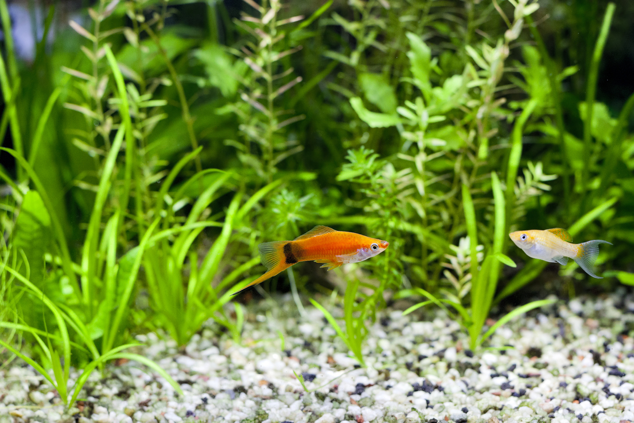 pez molly en un acuario