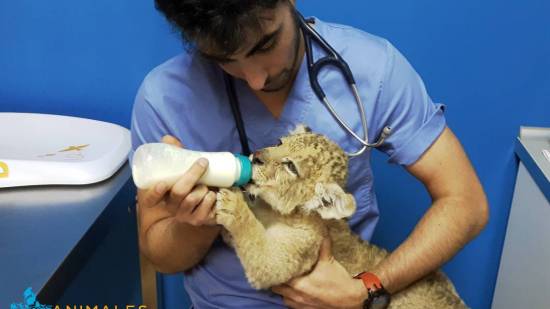 Veterinario dando el biberón a un león