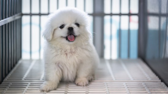 perrito en una jaula