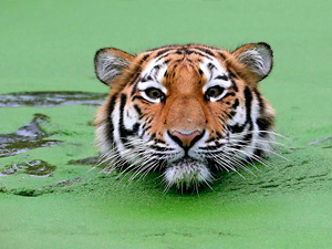 El tigre y el gato comparten comparte un 95% de sus genes