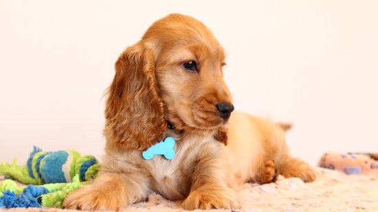 cachorro de cocker spaniel
