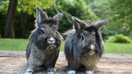 conejo cabeza de león