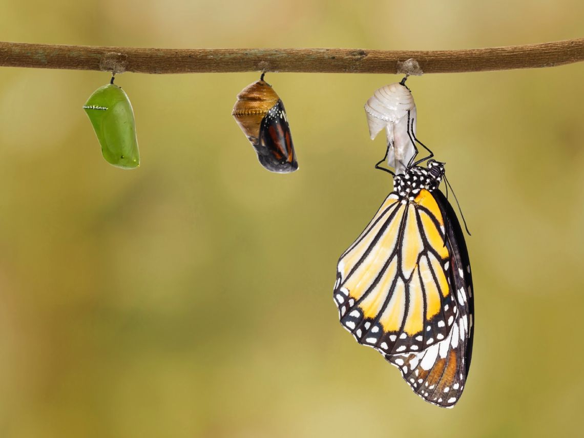 Metamorfosis de mariposa monarca